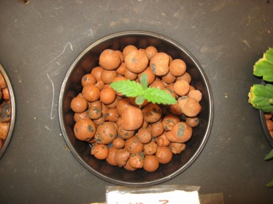 My out of this World LAD Grow
