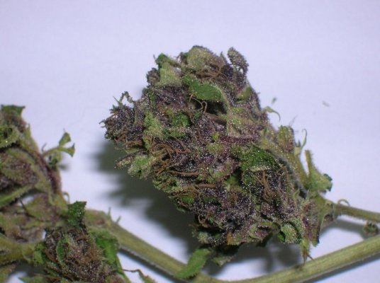 The color purple