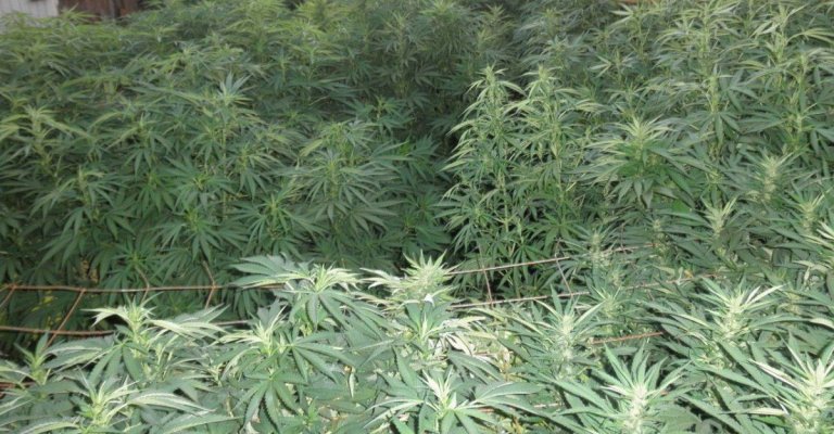 I'm Myles from Cali Gold Genetics, New here to the farm, just saying whats happenin'