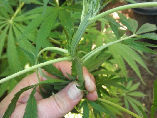 I'm Myles from Cali Gold Genetics, New here to the farm, just saying whats happenin'