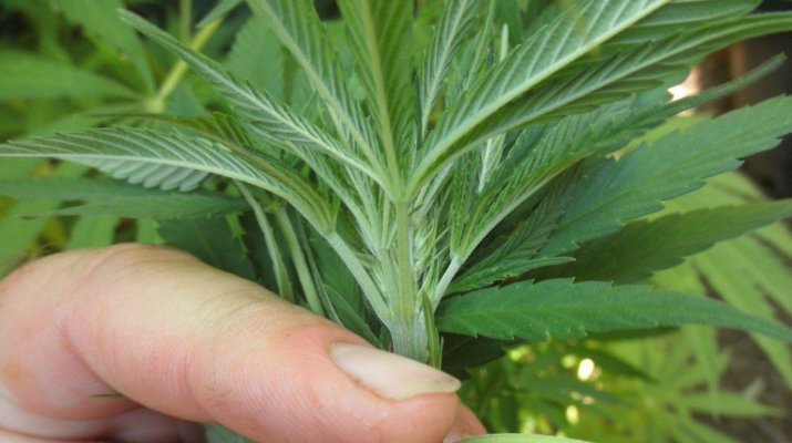 I'm Myles from Cali Gold Genetics, New here to the farm, just saying whats happenin'
