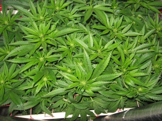 RP OG #18 WATERFARM Grow