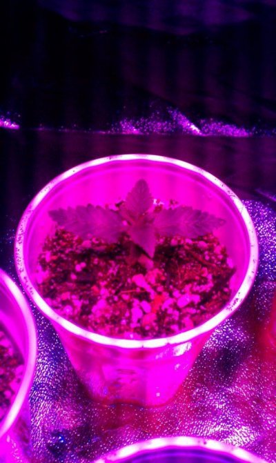 "Mother of draggin's" MAG+ grow journal