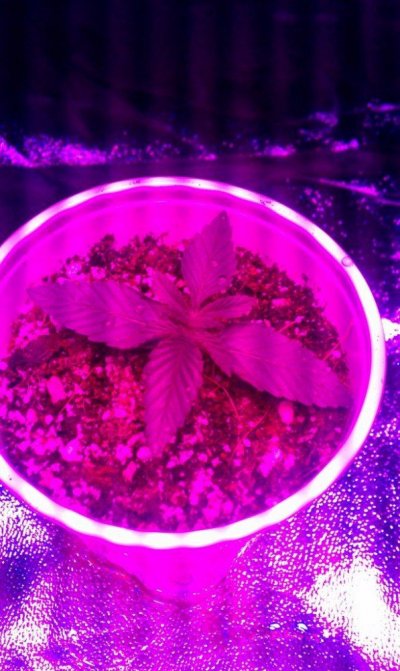 mother-of-draggins-first-grow-journal.jpg
