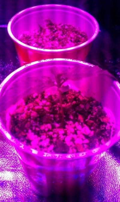 "mother of draggin's" first grow journal