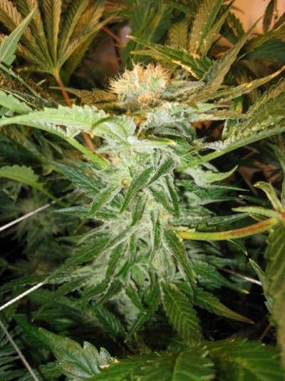 Alien Genetics - Grow Log from Seed - Pure Coco, CO2