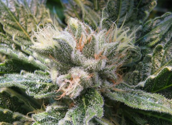 Alien Genetics - Grow Log from Seed - Pure Coco, CO2