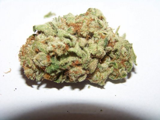 HERBAL 006.JPG