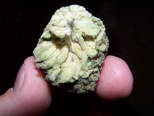 HERBAL 010.JPG