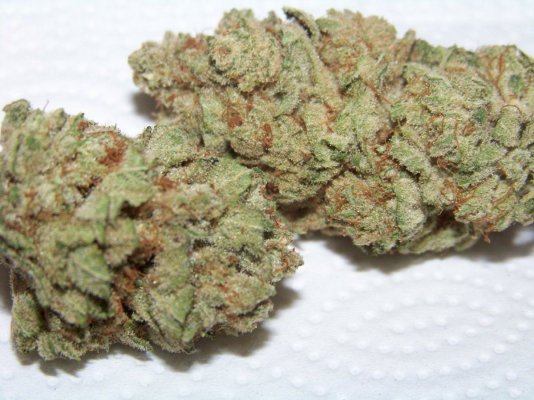 herb 001.JPG