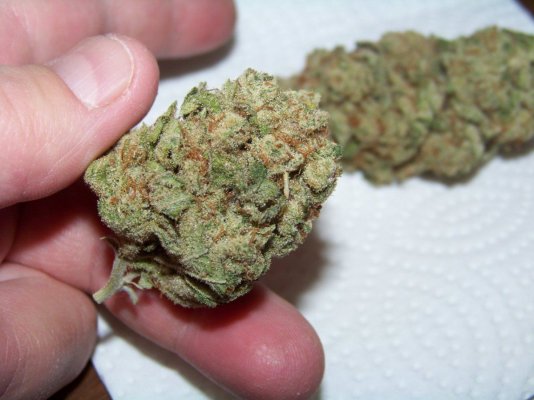 herb 002.JPG