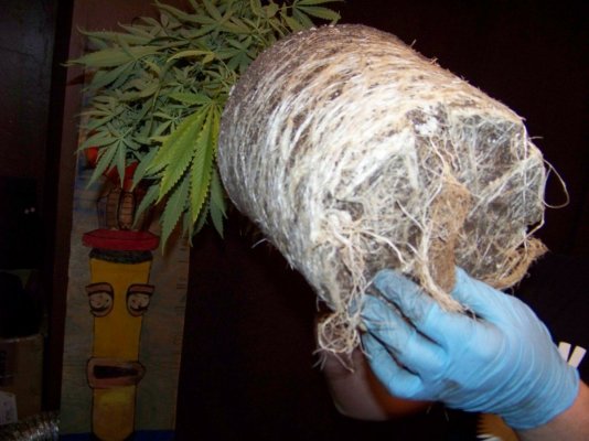 ROOTS 002.JPG