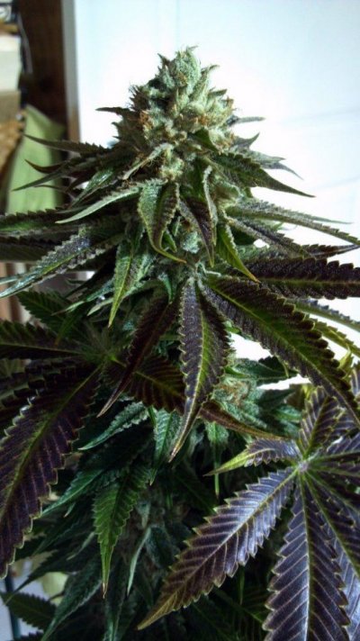 Fugu Kush #5 Day 63 (5).jpg