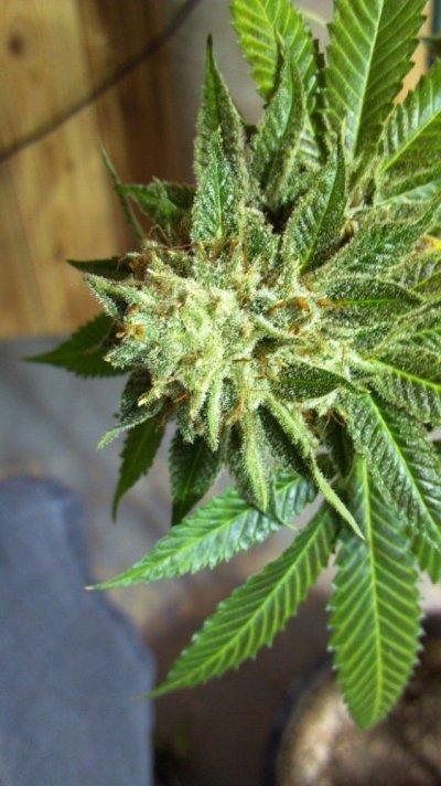 Fugu Kush #5 Day 63 (9).jpg