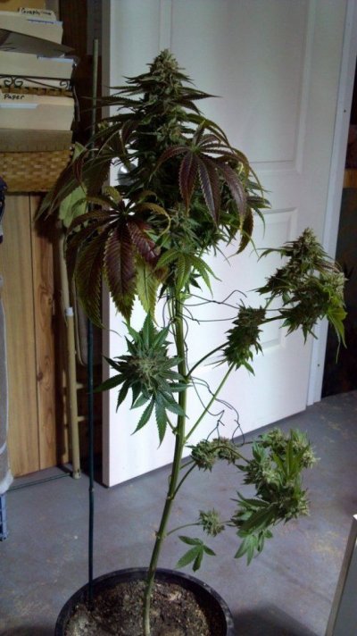 Fugu Kush #5 Day 63 (10).jpg