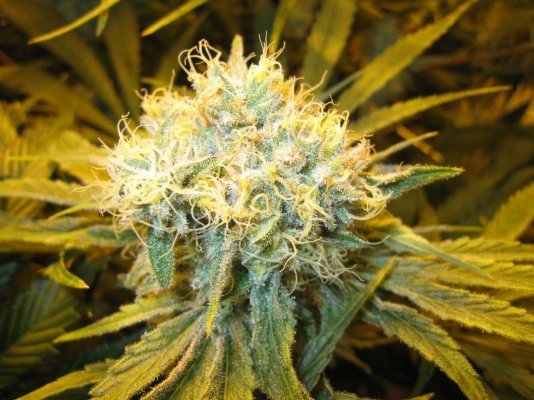 Alien Genetics - Grow Log from Seed - Pure Coco, CO2