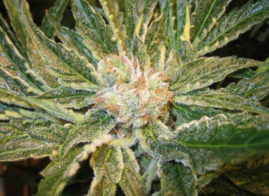 Alien Genetics - Grow Log from Seed - Pure Coco, CO2