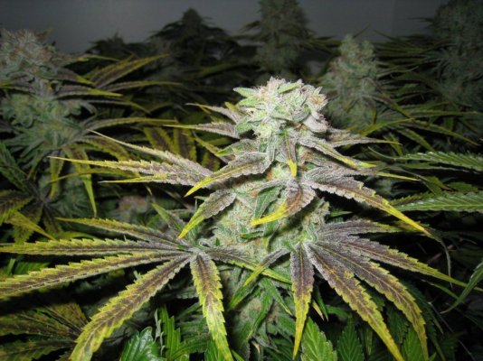 Alien Genetics - Grow Log from Seed - Pure Coco, CO2