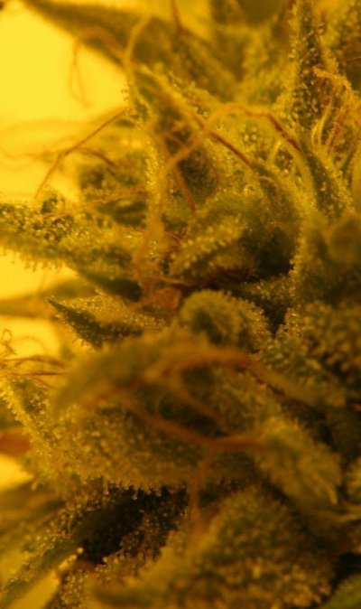 New indoors... CBD strains in the Northeast