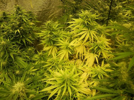 Heavy yellowing from 2 4 weeks in flower crop threatened any advice welcome Heavy yellowing from 2 4 weeks in flower crop threatened any advice welcome