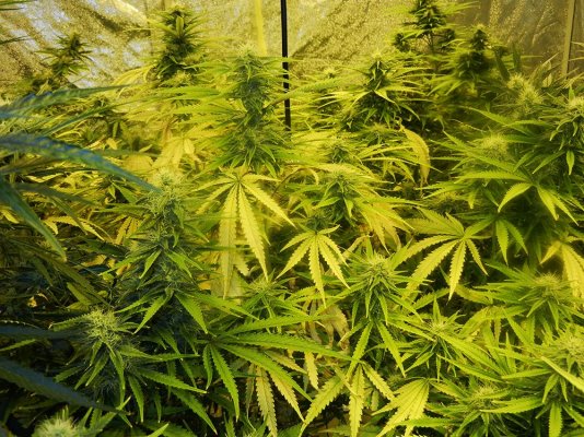 Heavy yellowing from 2 4 weeks in flower crop threatened any advice welcome 2 Heavy yellowing from 2 4 weeks in flower crop threatened any advice welcome 2