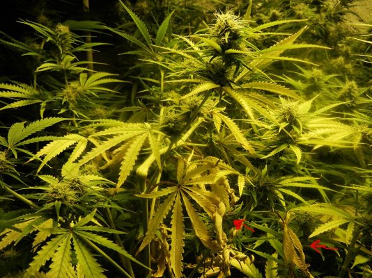 Heavy yellowing from 2 4 weeks in flower crop threatened any advice welcome 3 Heavy yellowing from 2 4 weeks in flower crop threatened any advice welcome 3