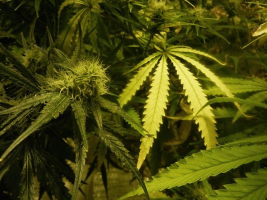 Heavy yellowing from 2 4 weeks in flower crop threatened any advice welcome 4 Heavy yellowing from 2 4 weeks in flower crop threatened any advice welcome 4