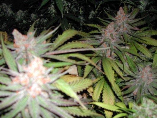washington and colorado approve recreational use