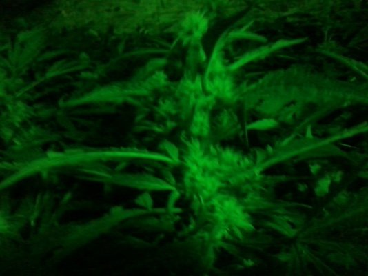 Kryptonite under construction!!!