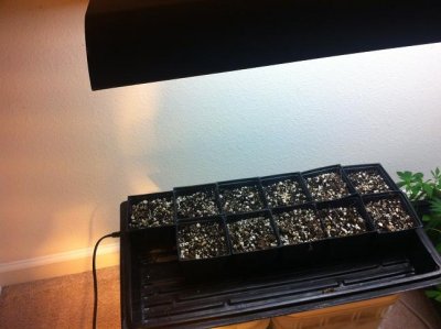 seeds-under-light.jpg