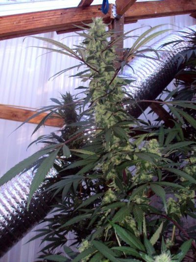 a-grateful-greenhouse-2.jpg