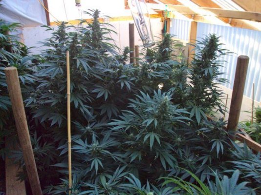 a-grateful-greenhouse-4.jpg