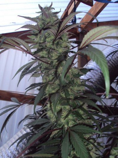 a-grateful-greenhouse-6.jpg