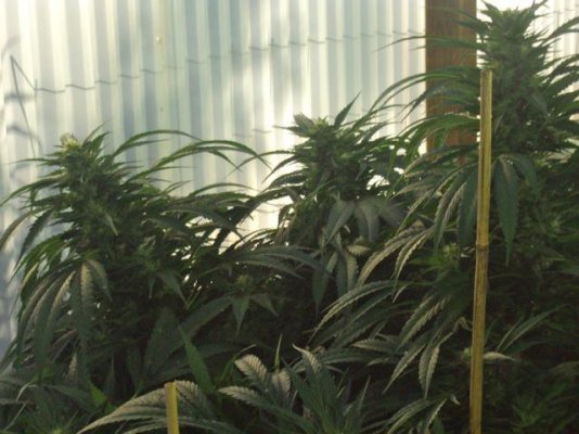a-grateful-greenhouse-7.jpg