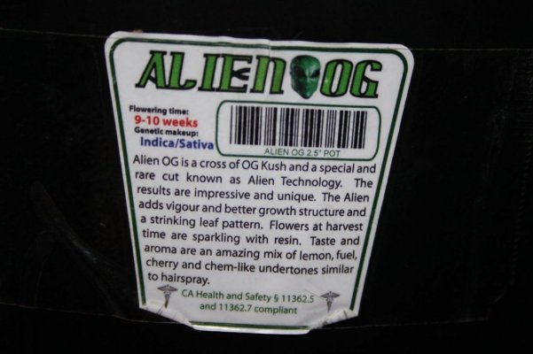 Galactic Tahoe & Top Secret Strain