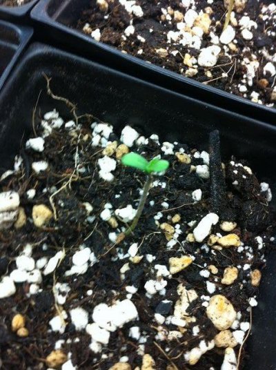 sprout2.jpg