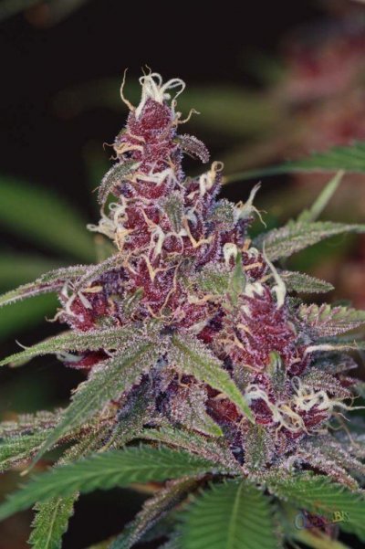 dpd-f3---day-55-(blm.jpg