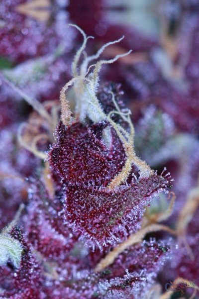 double-purple-doja-f3-bring-on-the-purps-8.jpg