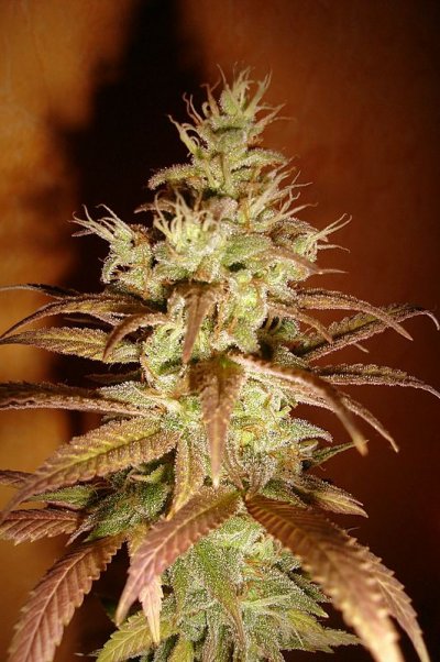screme harvest 008.JPG