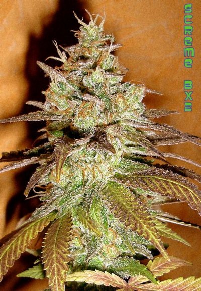 screme harvest 001-1.JPG