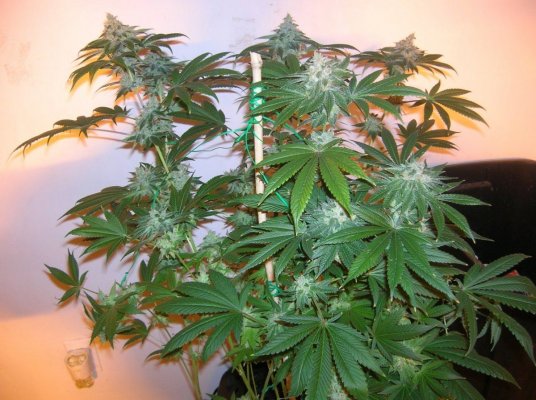 Rockstar In The House!!!