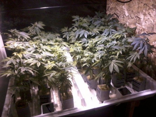 Kryptonite under construction!!!