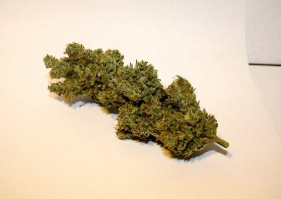 Alien Genetics - Grow Log from Seed - Pure Coco, CO2