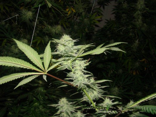 Michigan... Strains, pics, and whatever!