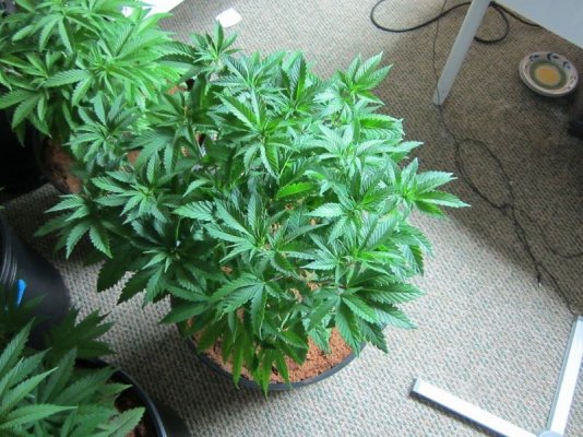 OG Raskal, White Strawberry and White Romulan