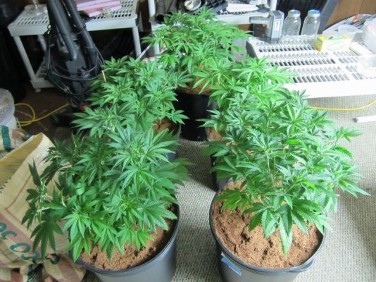 OG Raskal, White Strawberry and White Romulan