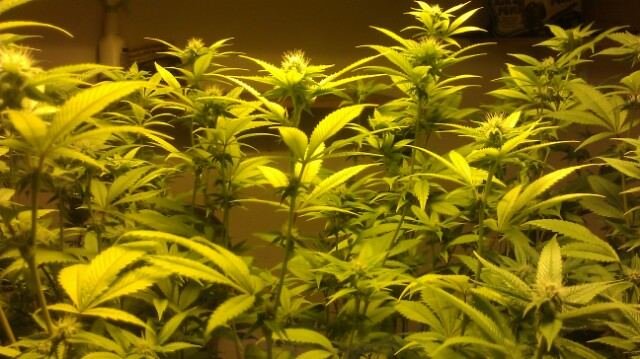 back again with fire og ... cs nutes