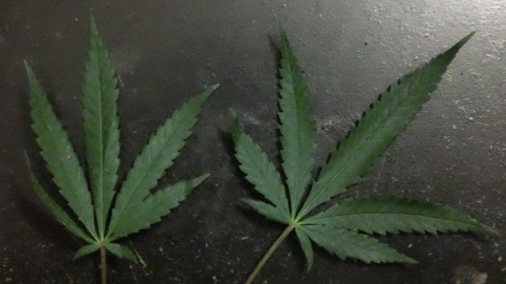 My Medical Garden