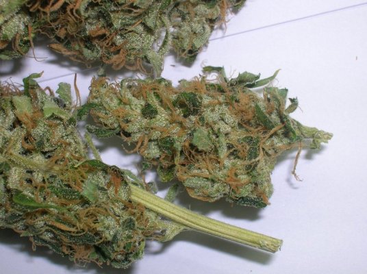 Flower pix from Sweet Island Skunk, Grape Krush and Bubba Kush