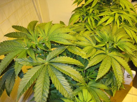 Alien Genetics - Grow Log from Seed - Pure Coco, CO2